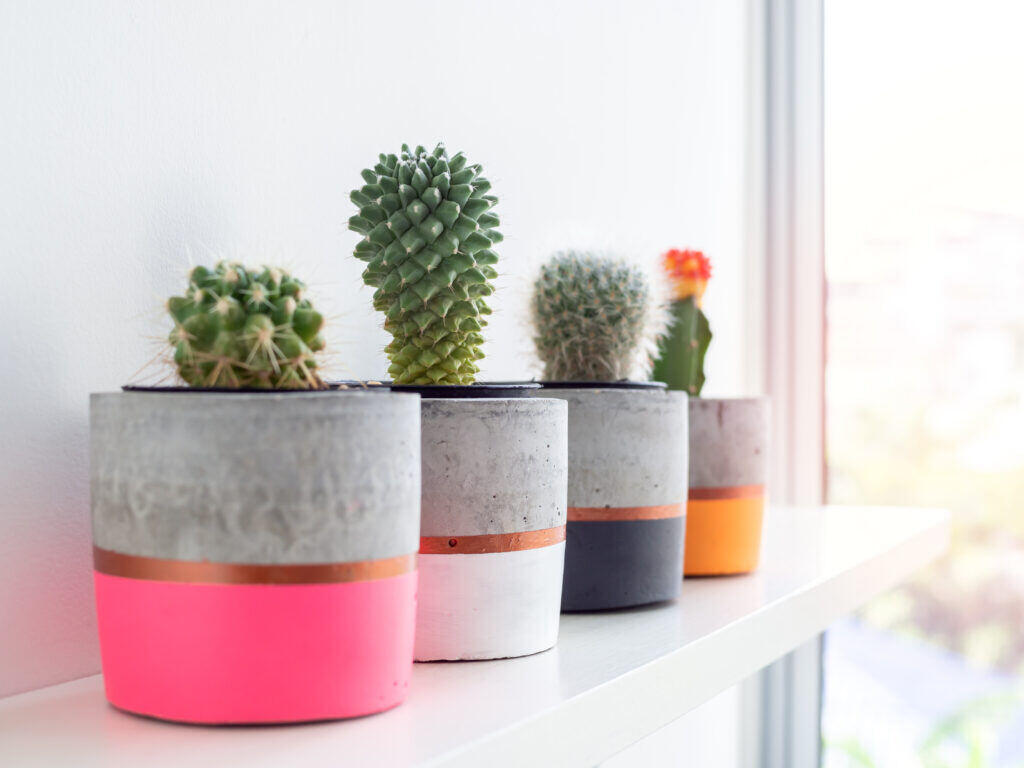 cactus plants on a floating shelf